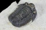 Gerastos Trilobite Fossil - Foum Zguid #69737-3